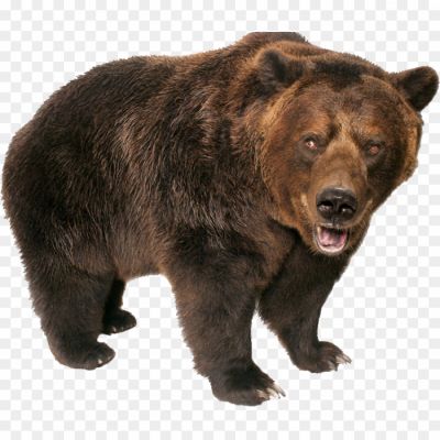 Bear-Close-View-PNG.png