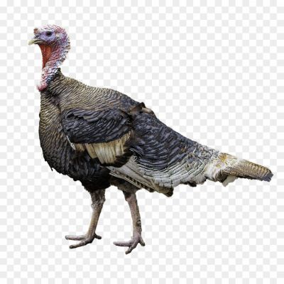 Beautiful-Turkey-Bird-Background-PNG-Image-XTATQUK0.png