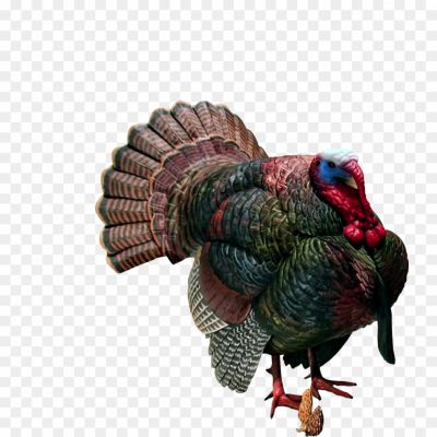 Beautiful-Turkey-Bird-PNG-Clipart-Background-UEL8WHL0.png