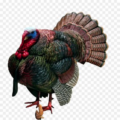Beautiful-Turkey-Bird-PNG-HD-Quality.png