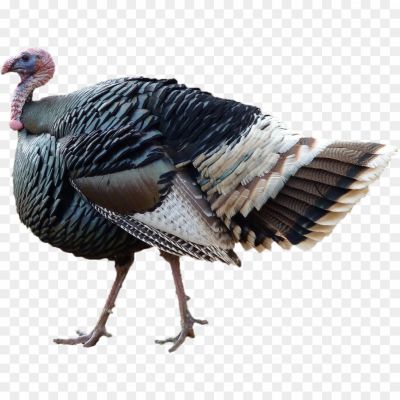 Beautiful-Turkey-Bird-Transparent-Free-PNG.png