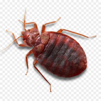 Small Parasitic Insect, Oval-shaped Body, Reddish-brown Color, Flat Body Structure, Nocturnal Habits, Blood-feeding Behavior, Bed Bug Infestations, Bed Bug Bites, Human And Animal Hosts, Bed Bug Life Cycle, Bed Bug Eggs, Bed Bug Nymphs, Bed Bug Detection