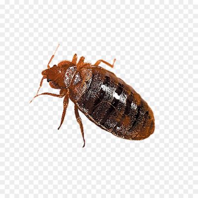 Small Parasitic Insect, Oval-shaped Body, Reddish-brown Color, Flat Body Structure, Nocturnal Habits, Blood-feeding Behavior, Bed Bug Infestations, Bed Bug Bites, Human And Animal Hosts, Bed Bug Life Cycle, Bed Bug Eggs, Bed Bug Nymphs, Bed Bug Detection