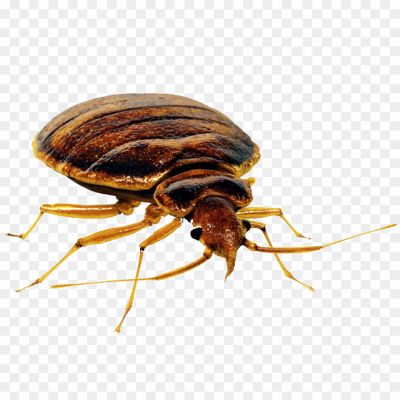 Small Parasitic Insect, Oval-shaped Body, Reddish-brown Color, Flat Body Structure, Nocturnal Habits, Blood-feeding Behavior, Bed Bug Infestations, Bed Bug Bites, Human And Animal Hosts, Bed Bug Life Cycle, Bed Bug Eggs, Bed Bug Nymphs, Bed Bug Detection