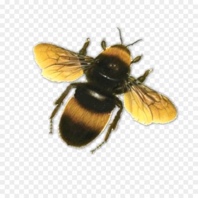 Bee-PNG-Photo-Image.png