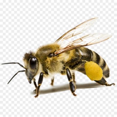 Bee-PNG-Photos.png