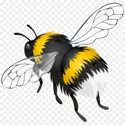 Bee-PNG-Pic-Background-H2EQZ0.png PNG Images Icons and Vector Files - pngsource