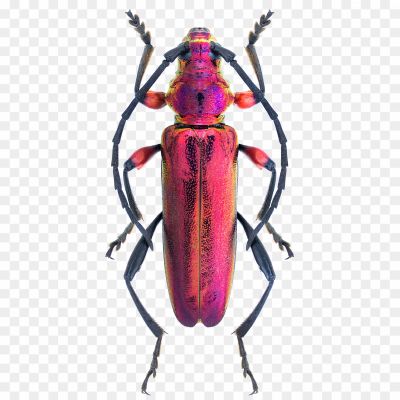 Beetle-Bug-Background-PNG-Image.png