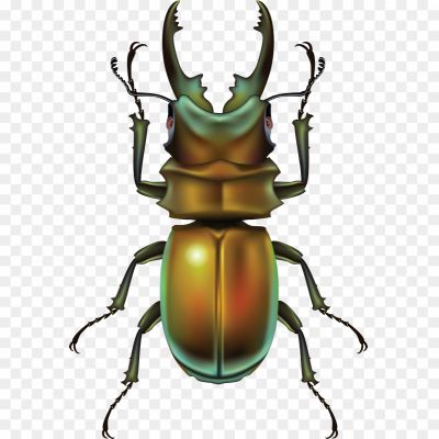 Beetle-Bug-Download-Free-PNG.png