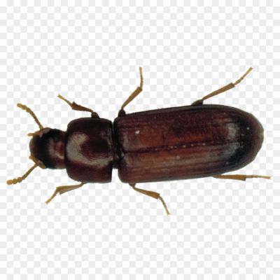 Beetle-Bug-No-Background.png