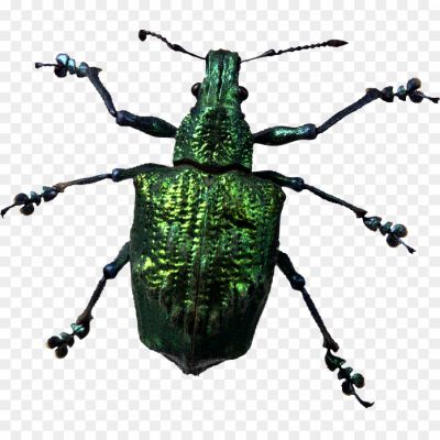 Beetle-Bug-PNG-Free-File-Download.png