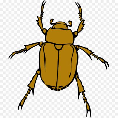 Beetle-Bug-PNG-HD-Quality.png