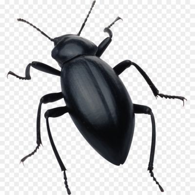 Beetle-Bug-PNG-Images-HD.png