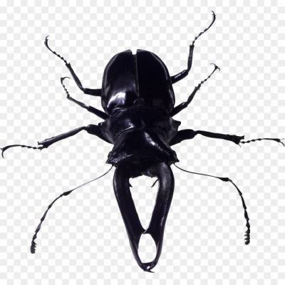 Beetle-Bug-PNG-Photo-Image.png