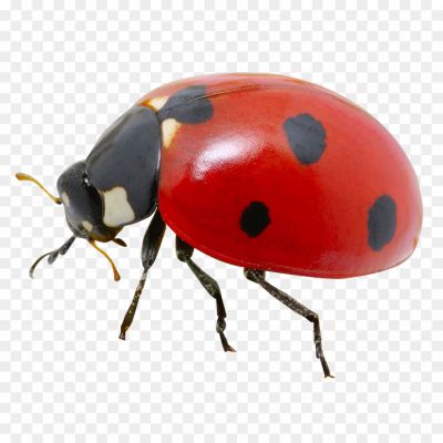 Beetle-Bug-PNG-Photos.png