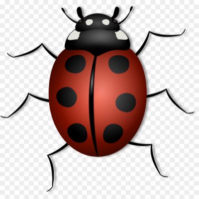 Beetle-Bug-Transparent-Background-U8LZOW.png PNG Images Icons and Vector Files - pngsource