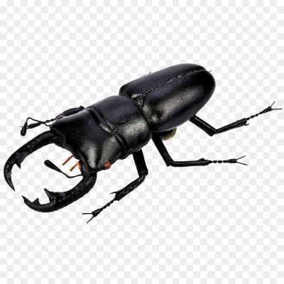 Beetle-Bug-Transparent-Free-PNG.png