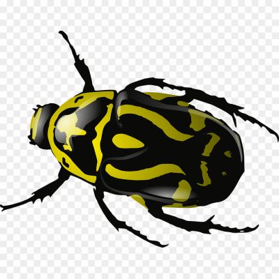 Beetle-Bug-Transparent-Image.png