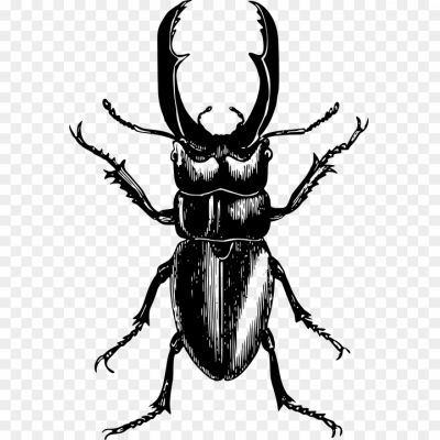 Beetle-Bug-Transparent-PNG.png