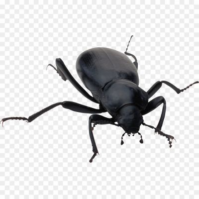 Beetle-Insect-PNG-Pic-Background.png