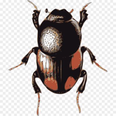 Beetle-Insect-Transparent-File.png