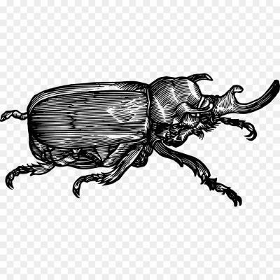 Beetle-Insect-Transparent-Images.png