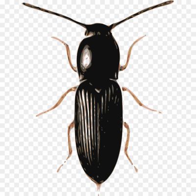 Beetle, Insect, Exoskeleton, Hard Shell, Wings, Six Legs, Antennae, Diverse Species, Colorful, Crawling, Flying, Herbivorous, Carnivorous, Pollinator, Ecosystem, Biodiversity, Garden, Forest, Beetle Larvae, Life Cycle, Beetle Traps.