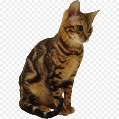 Bengal-Cats-Free-PNG-B3Y2JMWG.png