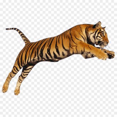 Bengal-Cats-Transparent-Free-PNG-992KBY6L.png