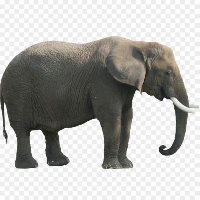 Big-Elephant-Background-PNG-Image-3YY9EZT0.png