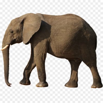 Big-Elephant-Transparent-Background-9FHQU4UR.png