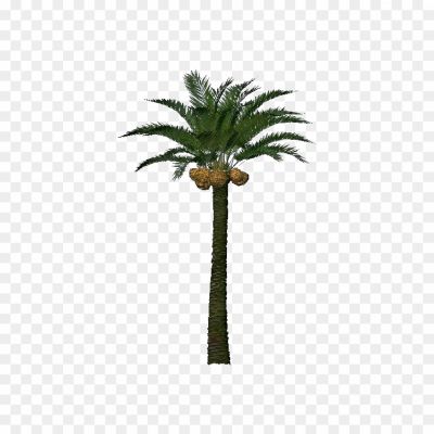 Big-Palm-Tree-Background-PNG-Image-Pngsource-XCIRA7H2.png PNG Images Icons and Vector Files - pngsource