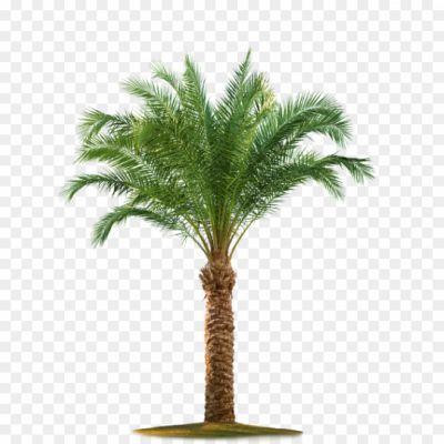 Big-Palm-Tree-Transparent-PNG-Pngsource-1V93TO7T.png PNG Images Icons and Vector Files - pngsource