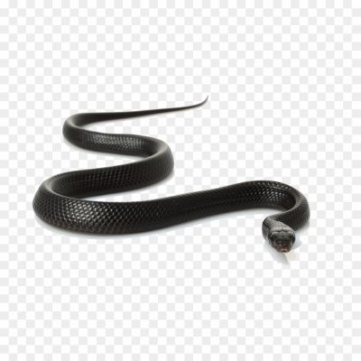 Black-Anaconda-PNG.png