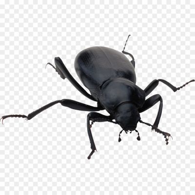 Insect Species, Dark-colored Exoskeleton, Six Legs, Hard Wing Covers, Diverse Beetle Family, Predatory Or Herbivorous Feeding Habits, Segmented Body, Antennae, Elytra, Beetle Life Cycle, Ecological Role, Insect Biodiversity, Beetle Anatomy, Beetle Species Diversity, Camouflage Adaptation, Underground Dwellers