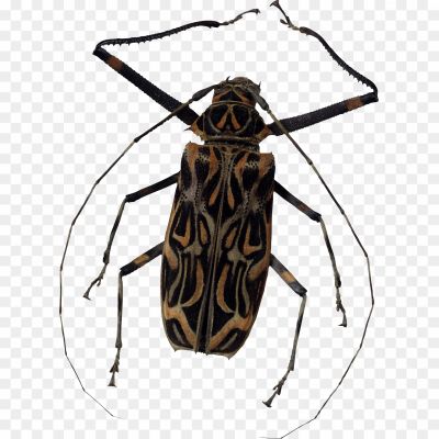 Insect Species, Dark-colored Exoskeleton, Six Legs, Hard Wing Covers, Diverse Beetle Family, Predatory Or Herbivorous Feeding Habits, Segmented Body, Antennae, Elytra, Beetle Life Cycle, Ecological Role, Insect Biodiversity, Beetle Anatomy, Beetle Species Diversity, Camouflage Adaptation, Underground Dwellers