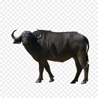 Black-Ox-Animal-Transparent-Images.png