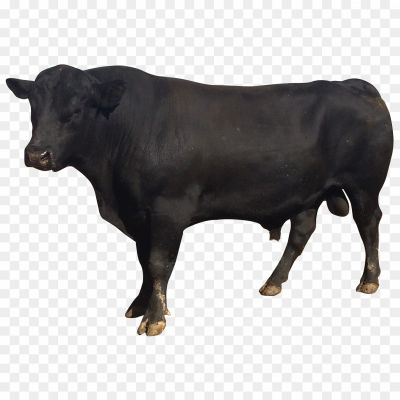 Black-Ox-Animal-Transparent-PNG.png