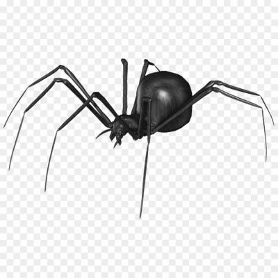 Black Spider, Arachnid, Spider Species, Venomous, Black Coloration, Eight Legs, Arthropod, Predatory Behavior, Silk Production, Spiderweb, Spider Anatomy, Black Widow Spider, Black House Spider, Black Jumping Spider