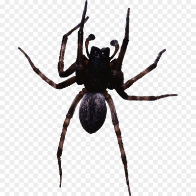 Black Spider, Arachnid, Spider Species, Venomous, Black Coloration, Eight Legs, Arthropod, Predatory Behavior, Silk Production, Spiderweb, Spider Anatomy, Black Widow Spider, Black House Spider, Black Jumping Spider