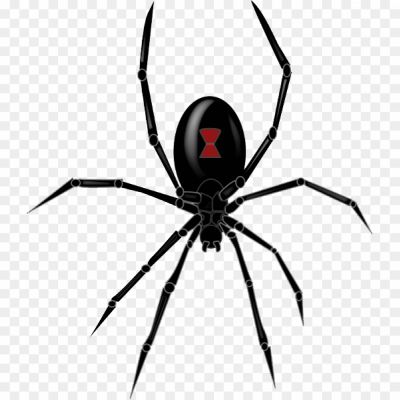 Black-Widow-Spider-PNG-Clipart-Pngsource-HR8Y7O9J.png PNG Images Icons and Vector Files - pngsource