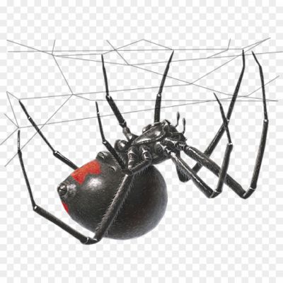 Black-Widow-Spider-PNG-Transparent-Image-Pngsource-G1B22VM9.png