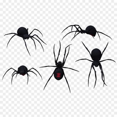 Black-Widow-Spider-Pngsource-B2QV4235.png