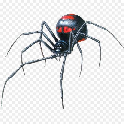 Black-Widow-Spider-Transparent-PNG-Pngsource-OIGWSZ29.png