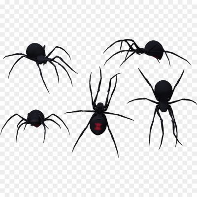 Black-Widow-Spiders-Background-PNG-Image-Pngsource-H6A8BY73.png