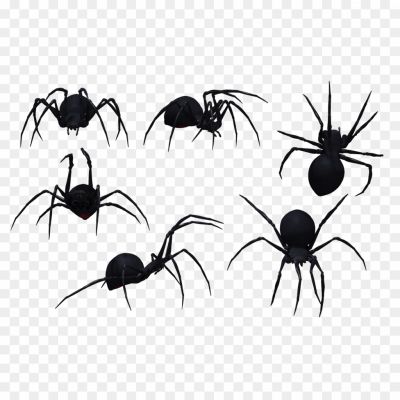 Black-Widow-Spiders-Background-PNG-Pngsource-09C2PIR5.png PNG Images Icons and Vector Files - pngsource