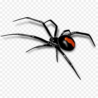 Black-Widow-Spiders-Download-Free-PNG.png