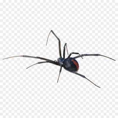 Black-Widow-Spiders-Free-PNG.png