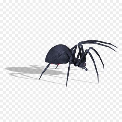Black-Widow-Spiders-No-Background-XN72QH.png PNG Images Icons and Vector Files - pngsource