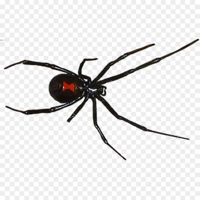 Black-Widow-Spiders-PNG-Free-File-Download.png